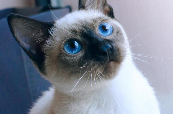暹罗猫
