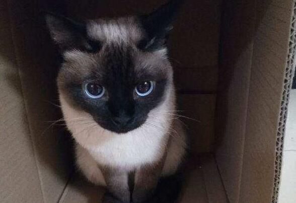 暹罗猫