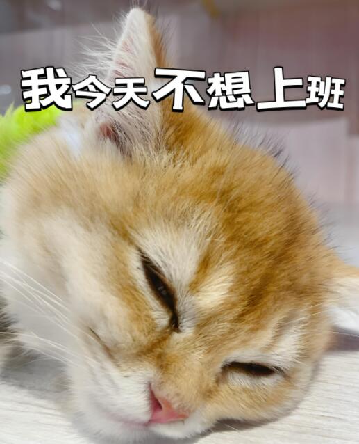 老是不想上班啥事也不想干怎么办？